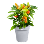 green basics anzuchttopf 15cm verblasstes lila